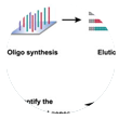 CRISPR-Cas9 sgRNA文库合成