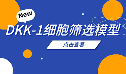 DKK-1细胞筛选模型