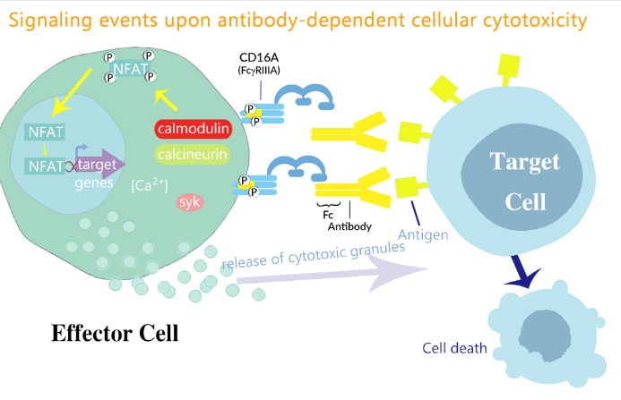 ADCC Bioassay Effector Cell V variant (High Affinity)-Fcγ-NFAT/Jurkat_药 ...