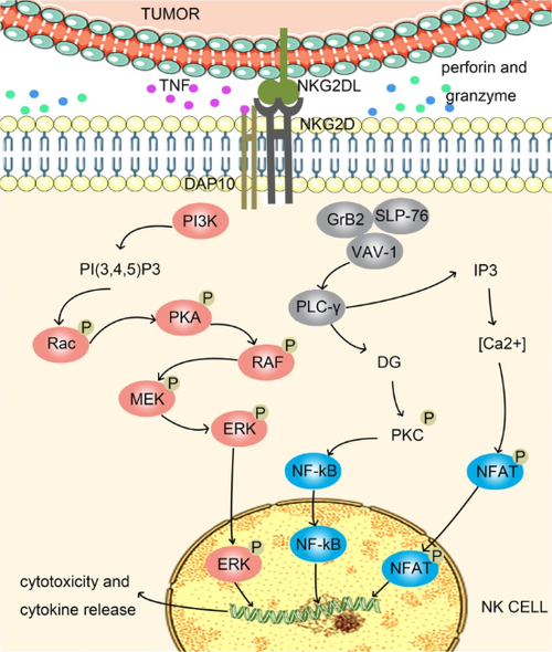 NK细胞激活总开关：NKG2D_南京科佰生物
