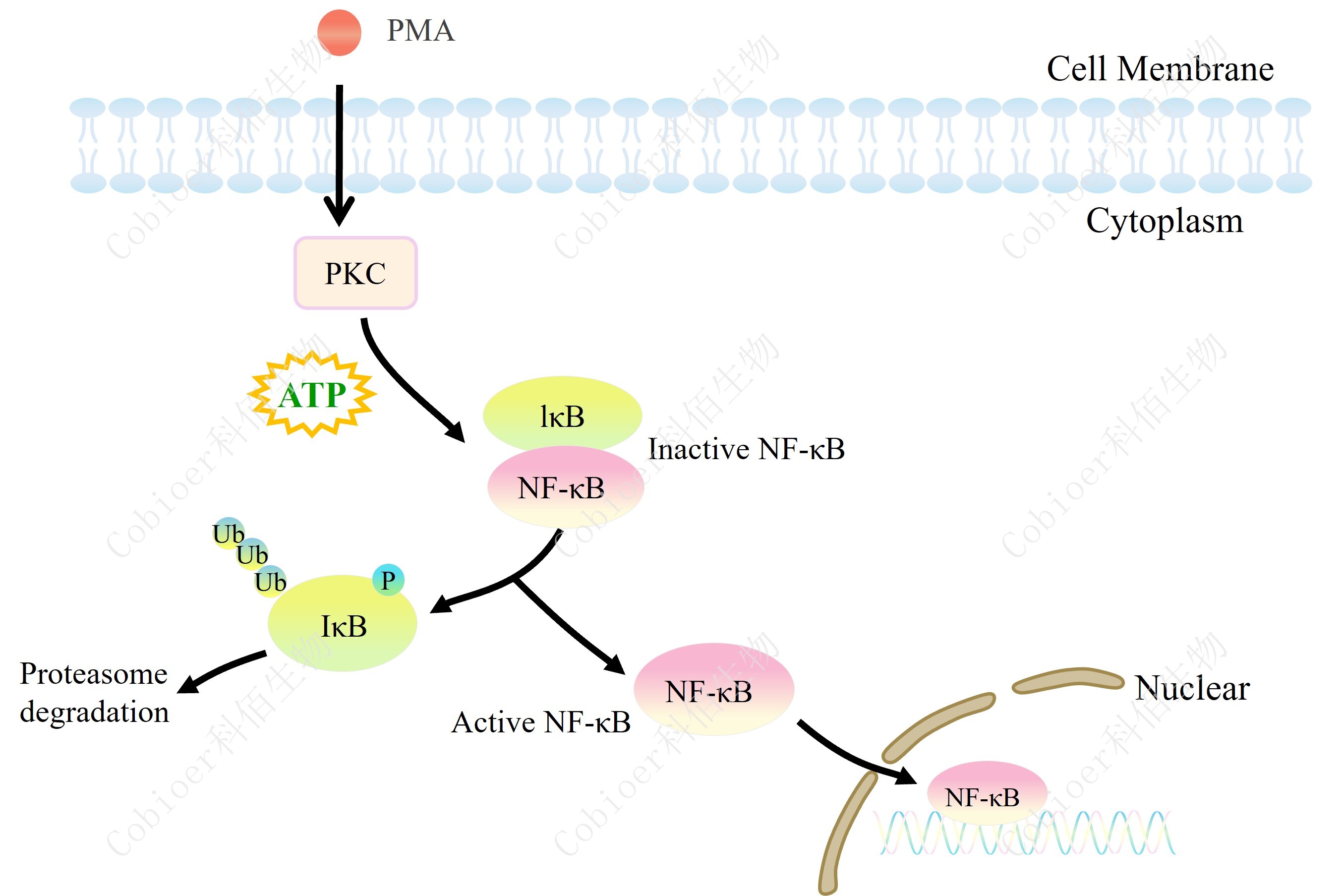 Kpc Cell Line NFκB-Luc/HEK293_药靶模型_南京科佰生物科技有限公司