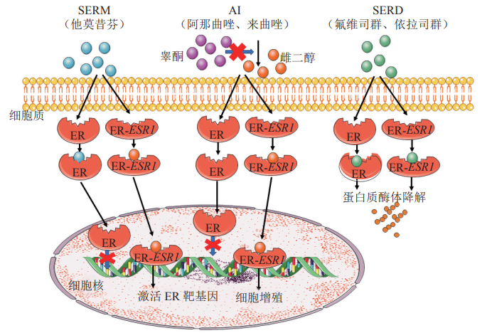 雌激素受体(ER)细胞模型