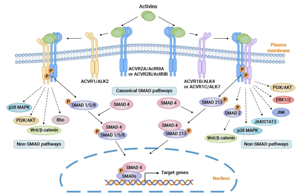 减脂增肌新靶点-ActRII