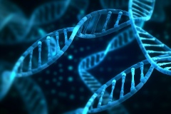 转座子整合稳定细胞株